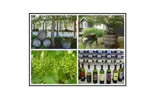Wine Process