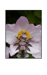 pink flower fairy