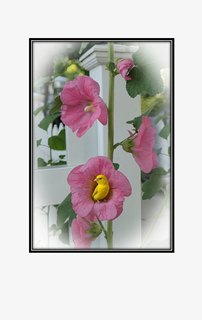 yellow canary in pink flower