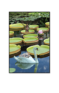 swan delivering baby with fairy overlooking
